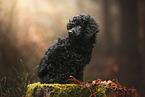 Miniature Poodle Puppy