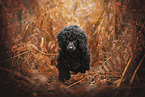 Miniature Poodle Puppy