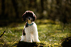 Miniature Poodle