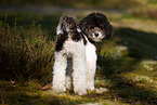 Miniature Poodle
