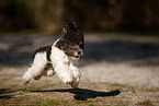 Miniature Poodle