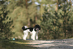 Miniature Poodle
