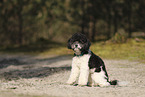 Miniature Poodle
