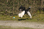 Miniature Poodle