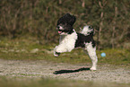 Miniature Poodle