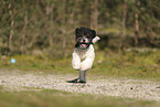 Miniature Poodle