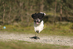 Miniature Poodle
