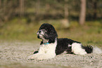 Miniature Poodle