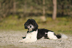Miniature Poodle