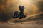 Toy Poodle