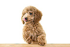 Toy Poodle Puppy
