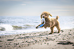 Toy Poodle Puppy