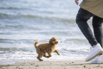 Toy Poodle Puppy