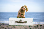 Toy Poodle Puppy