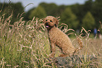 Miniature Poodle