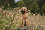Miniature Poodle