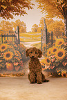 Miniature Poodle