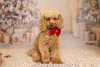 Miniature Poodle