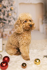 Miniature Poodle