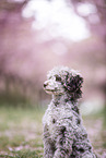 Toy poodle
