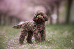 Toy poodle