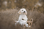 Miniature Poodle