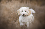 Miniature Poodle