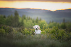 Miniature Poodle