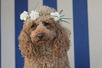 Miniature Poodle