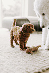 miniature poodle