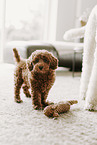 miniature poodle