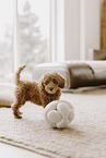 miniature poodle