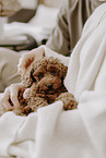 miniature poodle