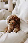 miniature poodle
