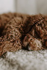 miniature poodle