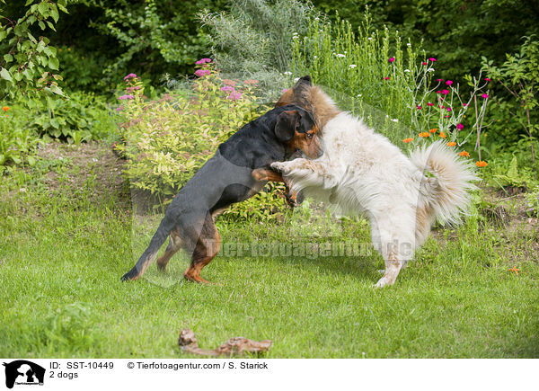 2 dogs / SST-10449