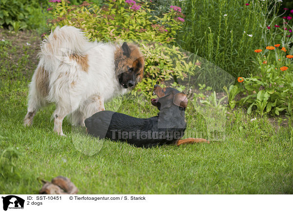 2 dogs / SST-10451