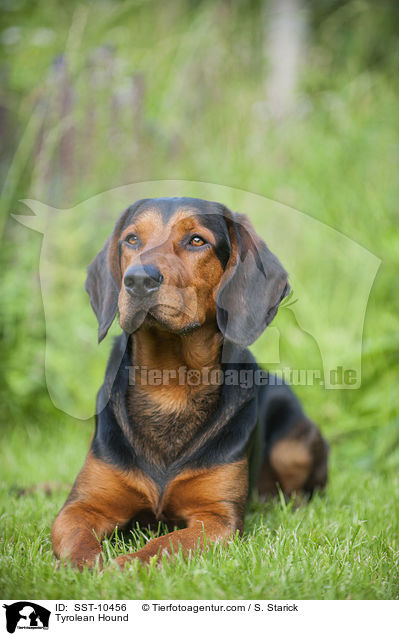 Tyrolean Hound / SST-10456