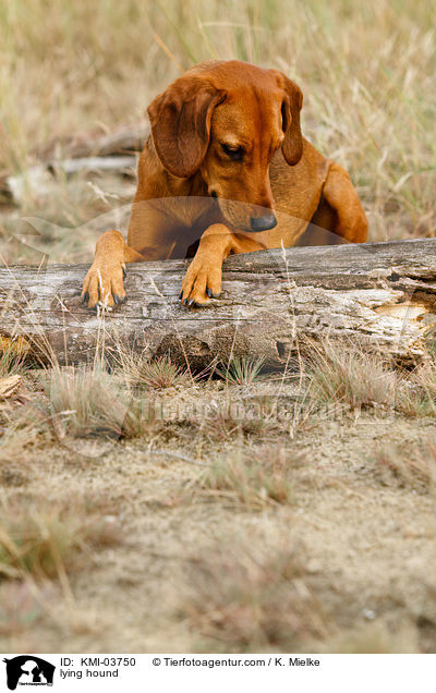 liegende Tiroler Bracke / lying hound / KMI-03750