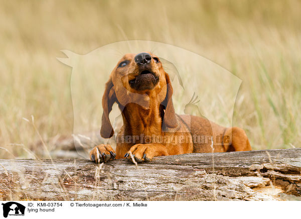 liegende Tiroler Bracke / lying hound / KMI-03754