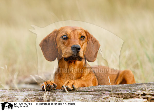 liegende Tiroler Bracke / lying hound / KMI-03755