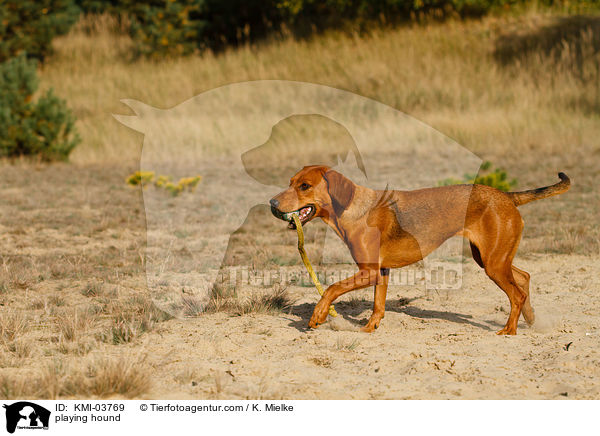 spielene Tiroler Bracke / playing hound / KMI-03769