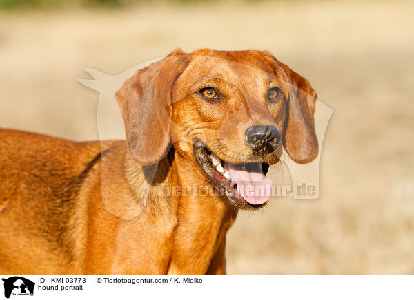 Tiroler Bracke Portrait / hound portrait / KMI-03773