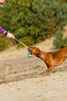 playing hound