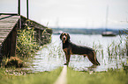 standing Tyrolean hound