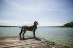 standing Tyrolean hound