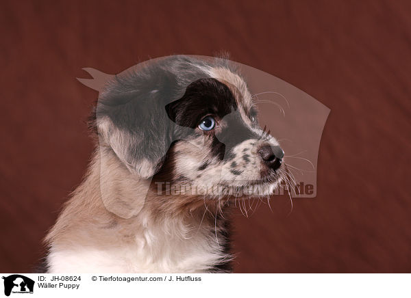 Wller Puppy / JH-08624