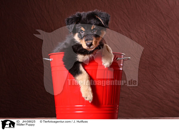 Wller Puppy / JH-08625