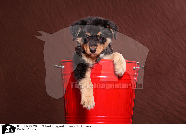 Wller Puppy / JH-08626