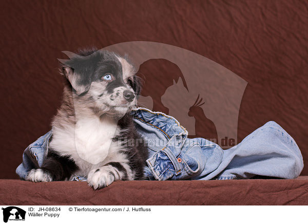 Wller Puppy / JH-08634